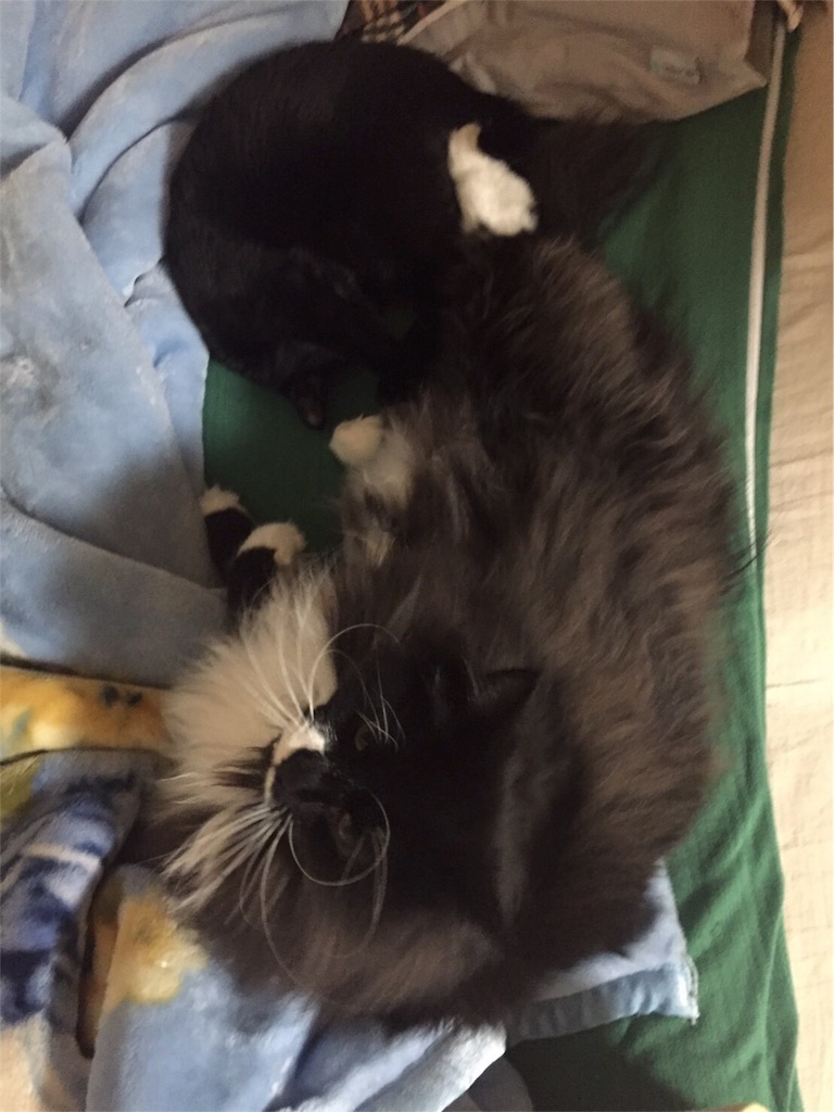 f:id:oyakitoneko:20161014201119j:image