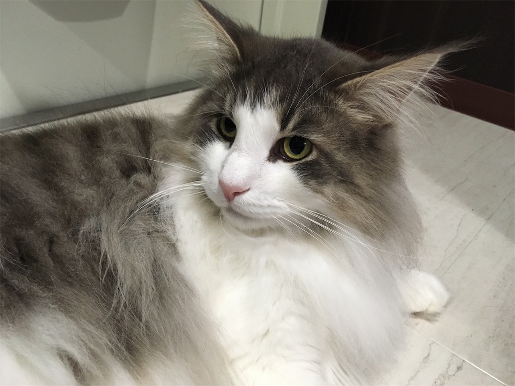 f:id:oyakitoneko:20170726221926j:image