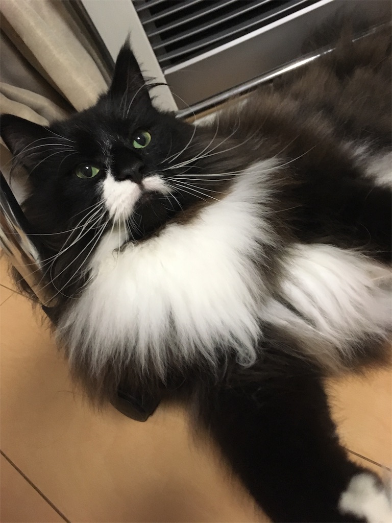 f:id:oyakitoneko:20170726221951j:image