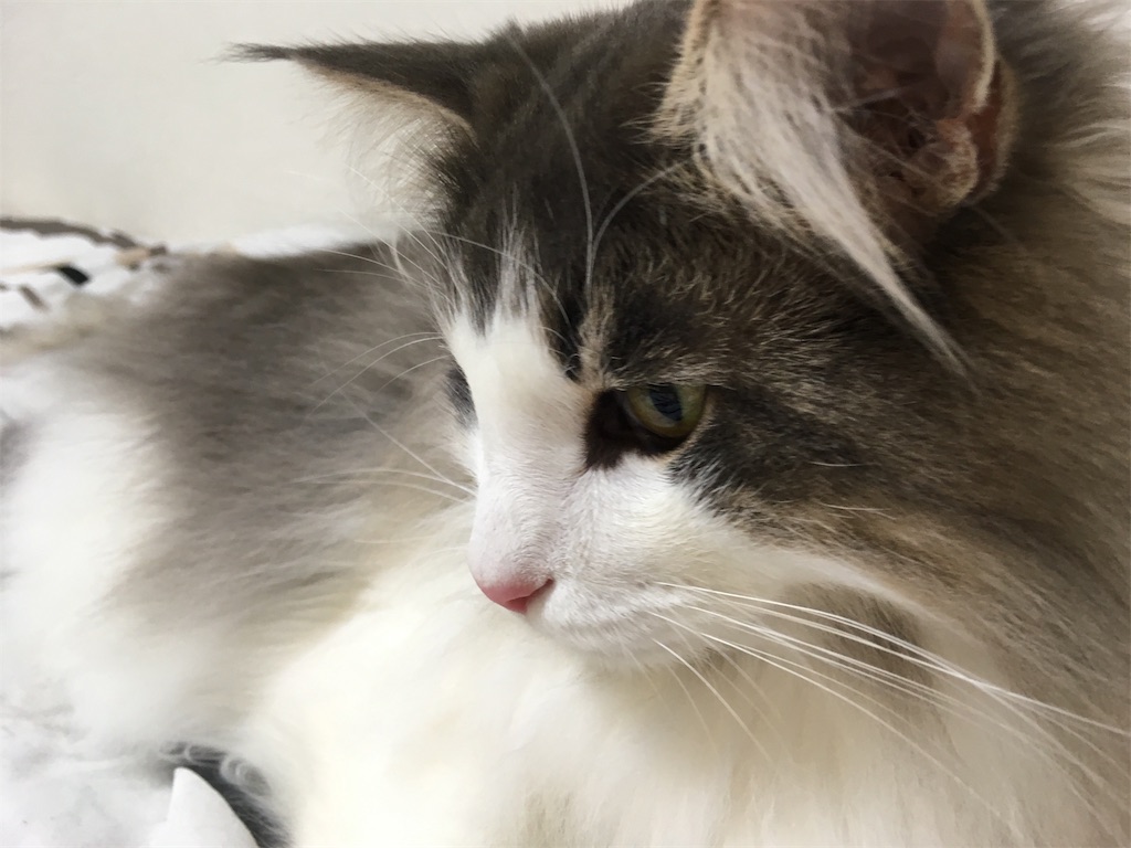 f:id:oyakitoneko:20171024221611j:image f:id:oyakitoneko:20171024221611j:image