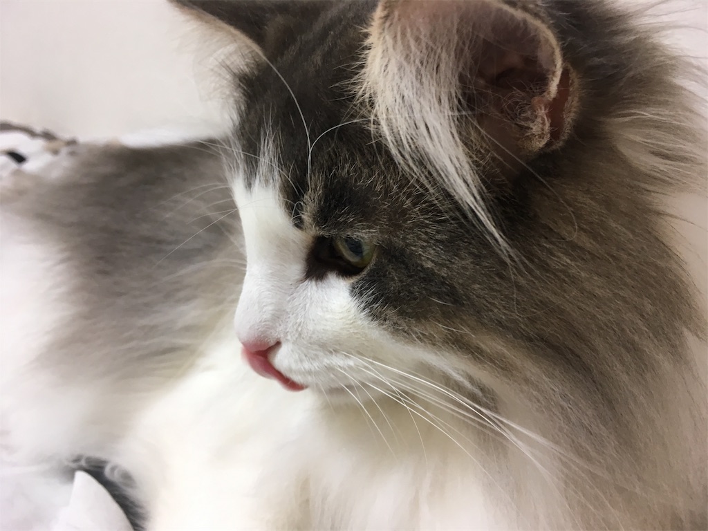 f:id:oyakitoneko:20171024222104j:image f:id:oyakitoneko:20171024222104j:image