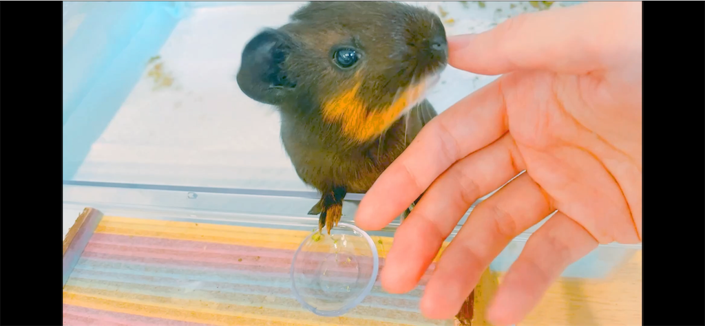 f:id:oyakoenglish:20210909181924p:image f:id:oyakoenglish:20210909181924p:image