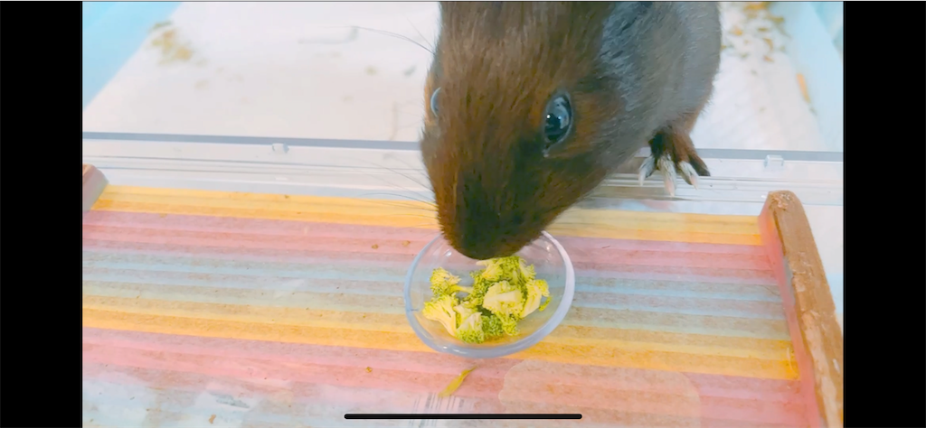 f:id:oyakoenglish:20210909182045p:image f:id:oyakoenglish:20210909182045p:image