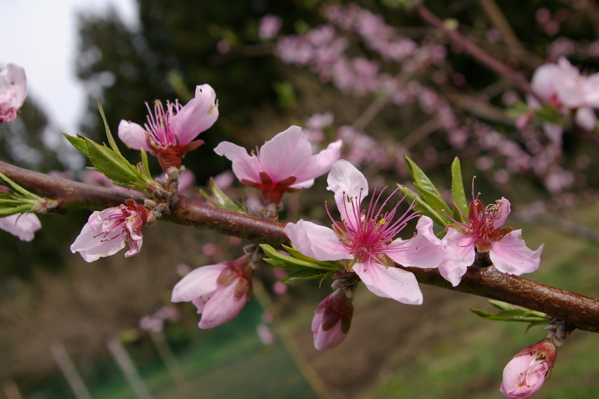 f:id:oyakoneko195003:20210420195950j:plain