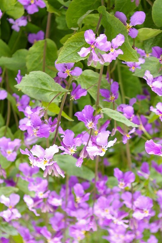 f:id:oyakoneko195003:20210420200327j:plain
