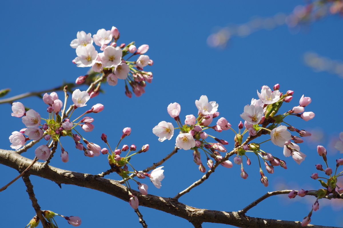 f:id:oyakoneko195003:20210421150258j:plain