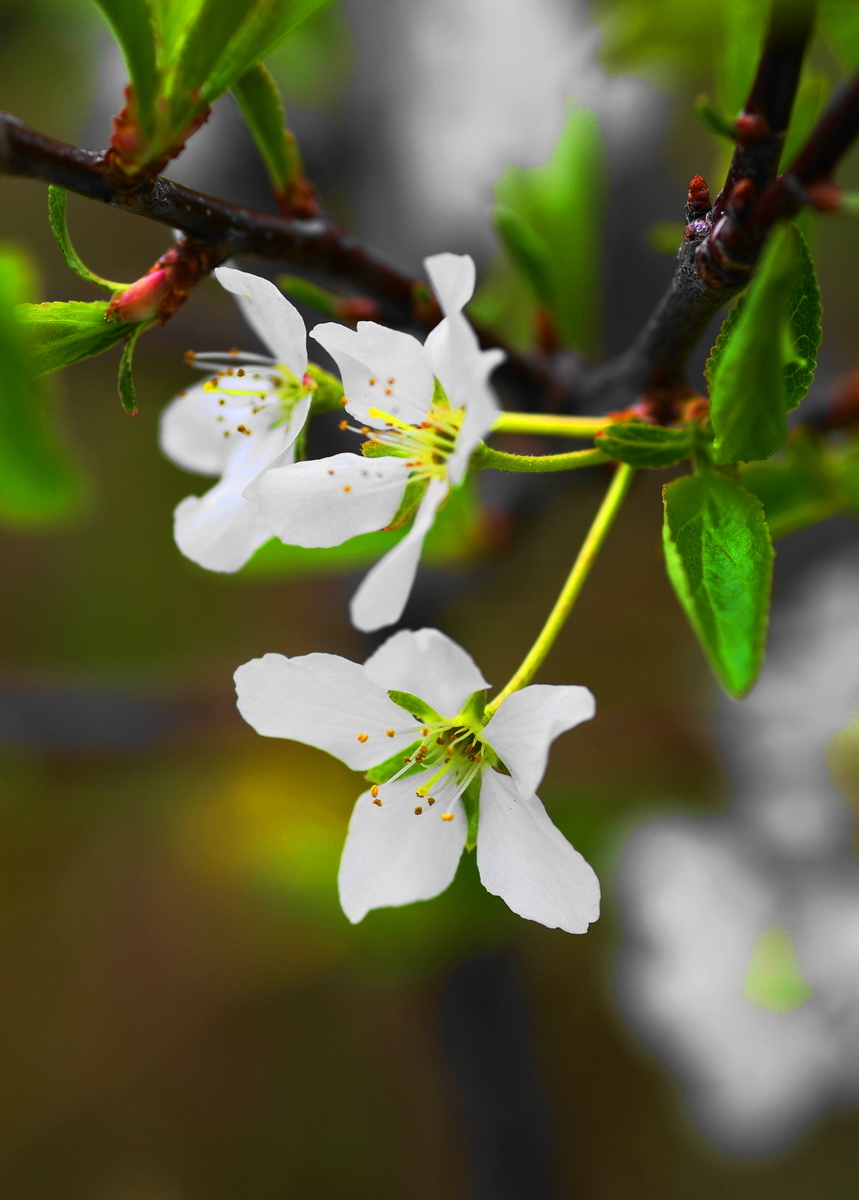 f:id:oyakoneko195003:20210430190227j:plain