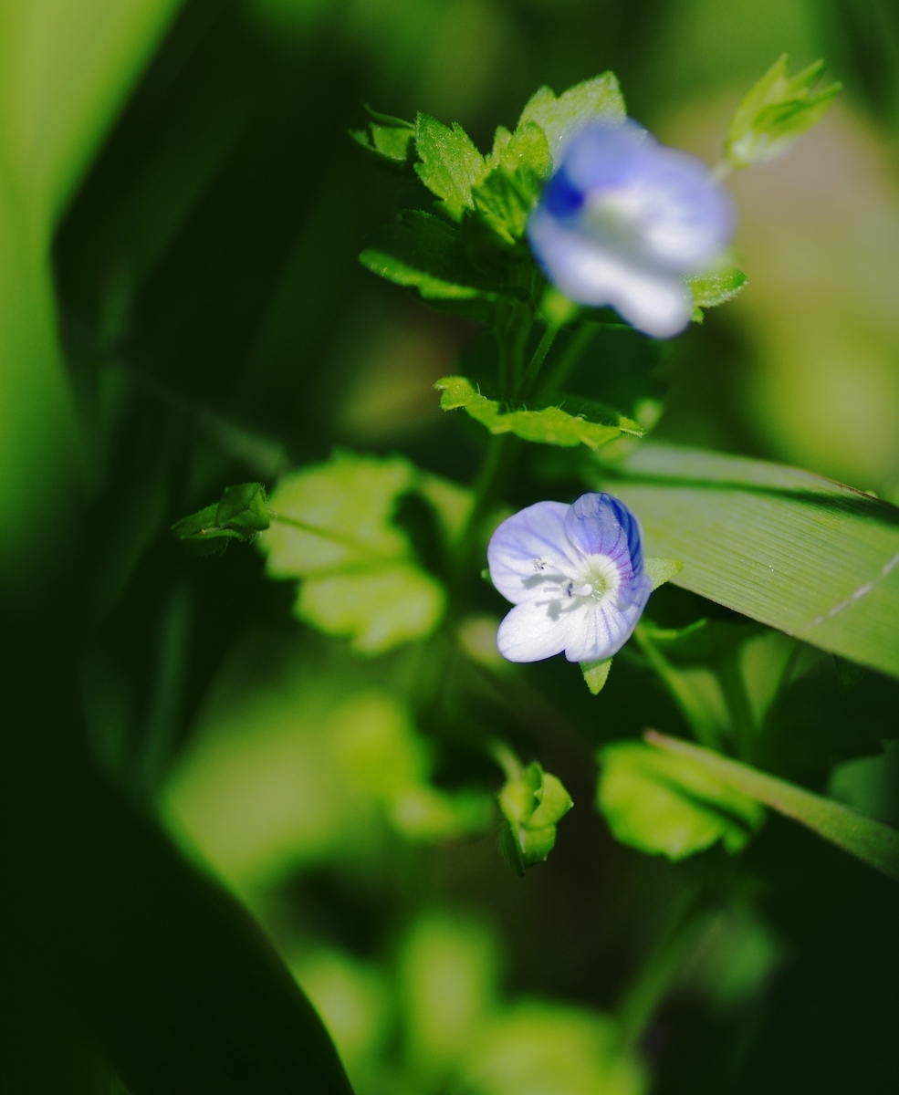 f:id:oyakoneko195003:20210501095654j:plain