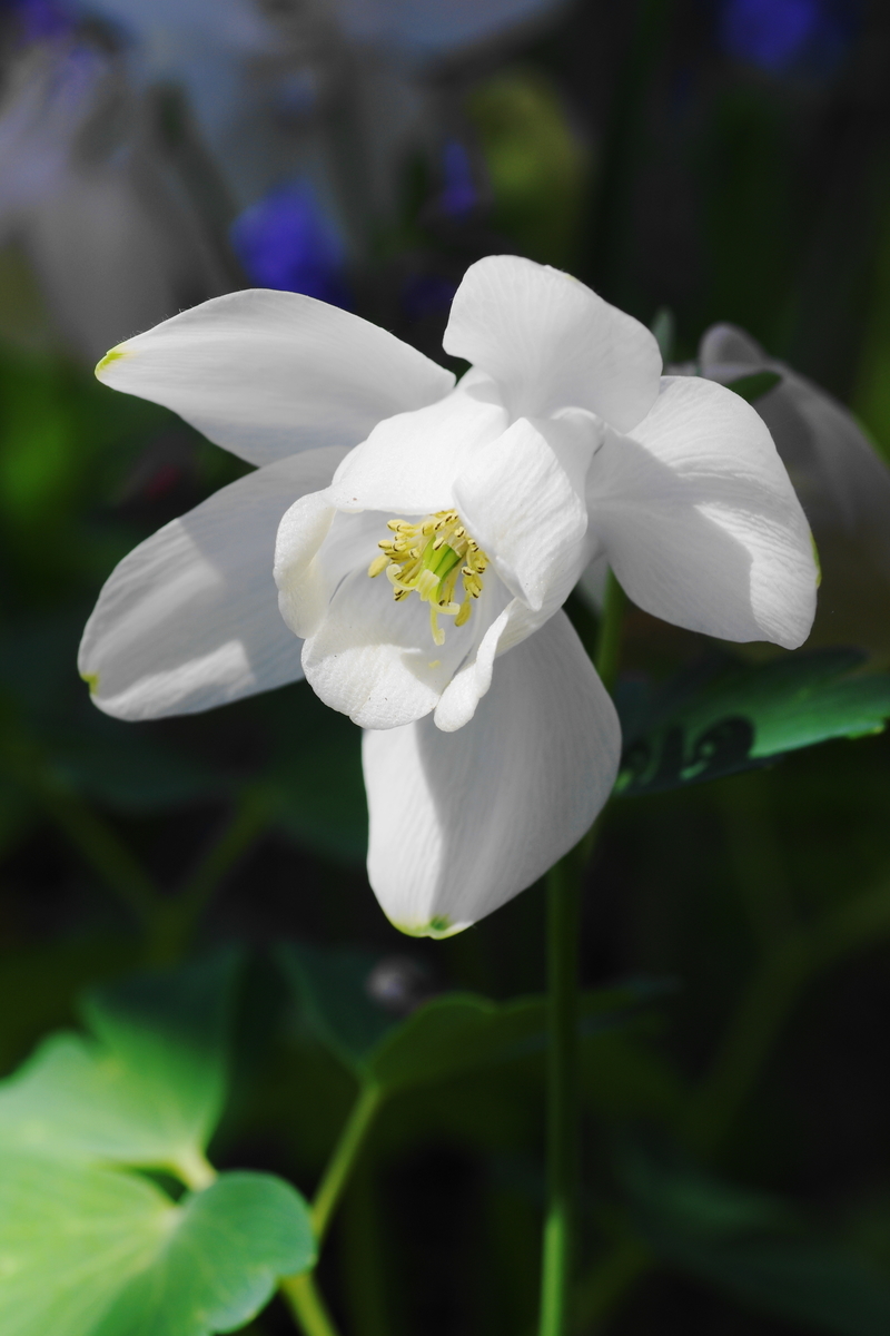 f:id:oyakoneko195003:20210514173232j:plain