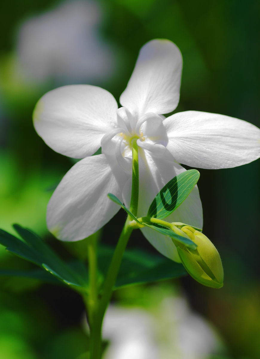 f:id:oyakoneko195003:20210514173511j:plain