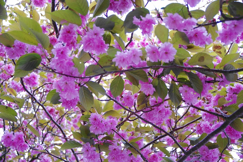 f:id:oyakoneko195003:20210519015352j:plain