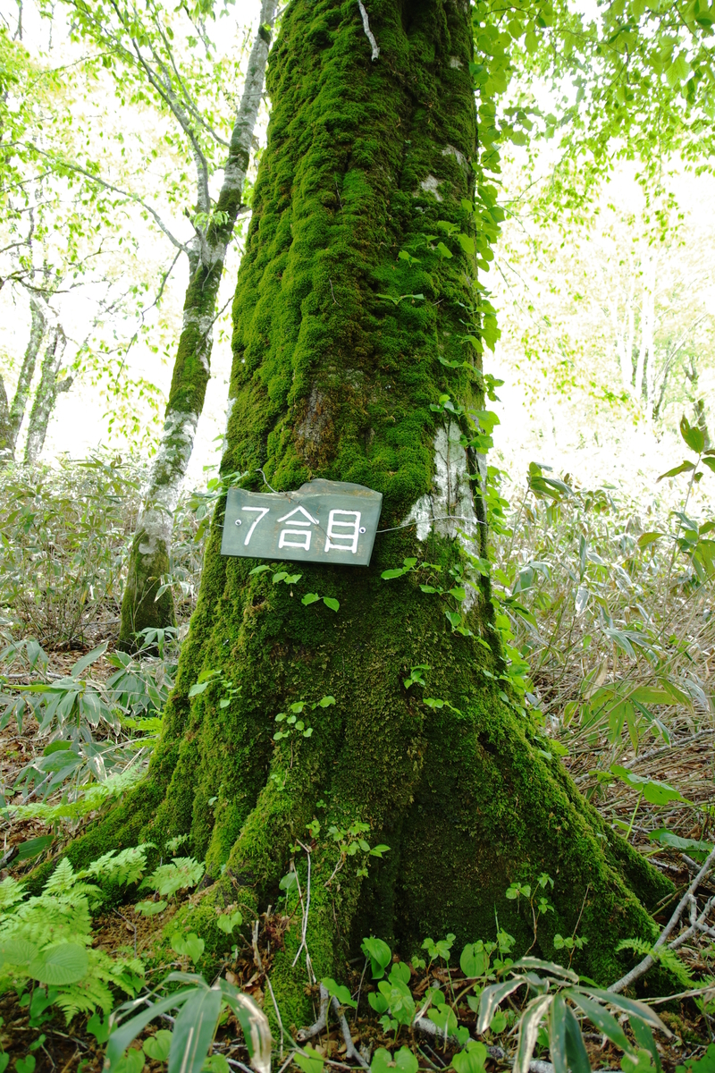 f:id:oyakoneko195003:20210526200802j:plain