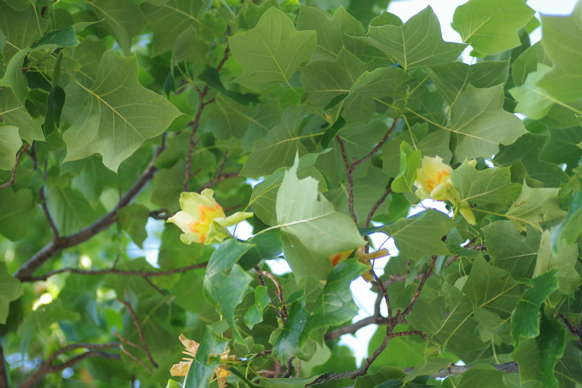 f:id:oyakoneko195003:20210628200750j:plain