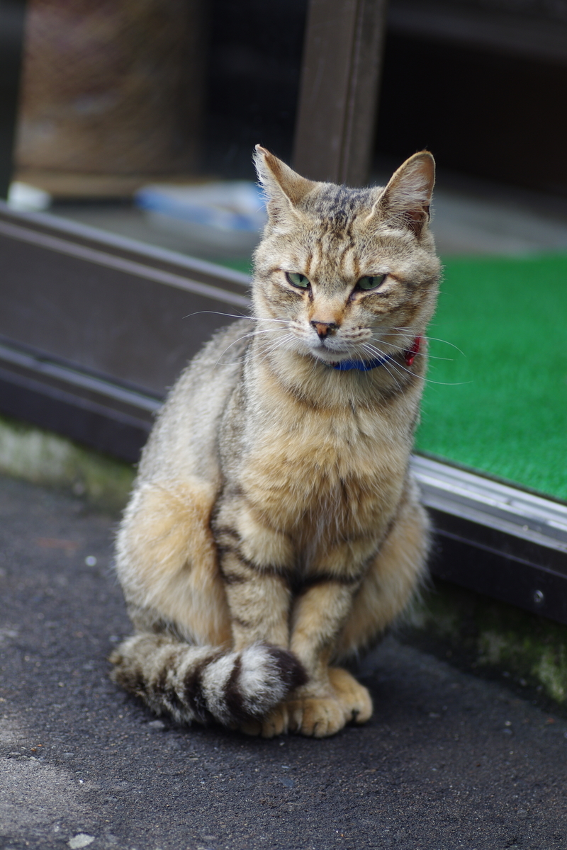 f:id:oyakoneko195003:20210706130954j:plain