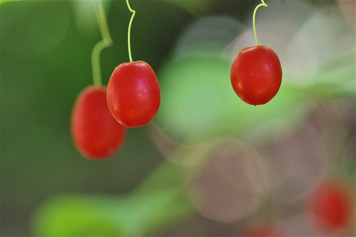 f:id:oyakoneko195003:20210720154554j:plain