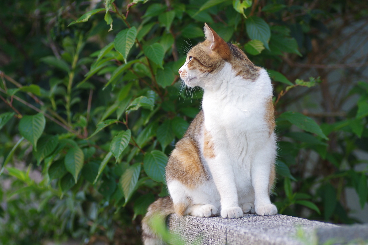 f:id:oyakoneko195003:20210721185456j:plain