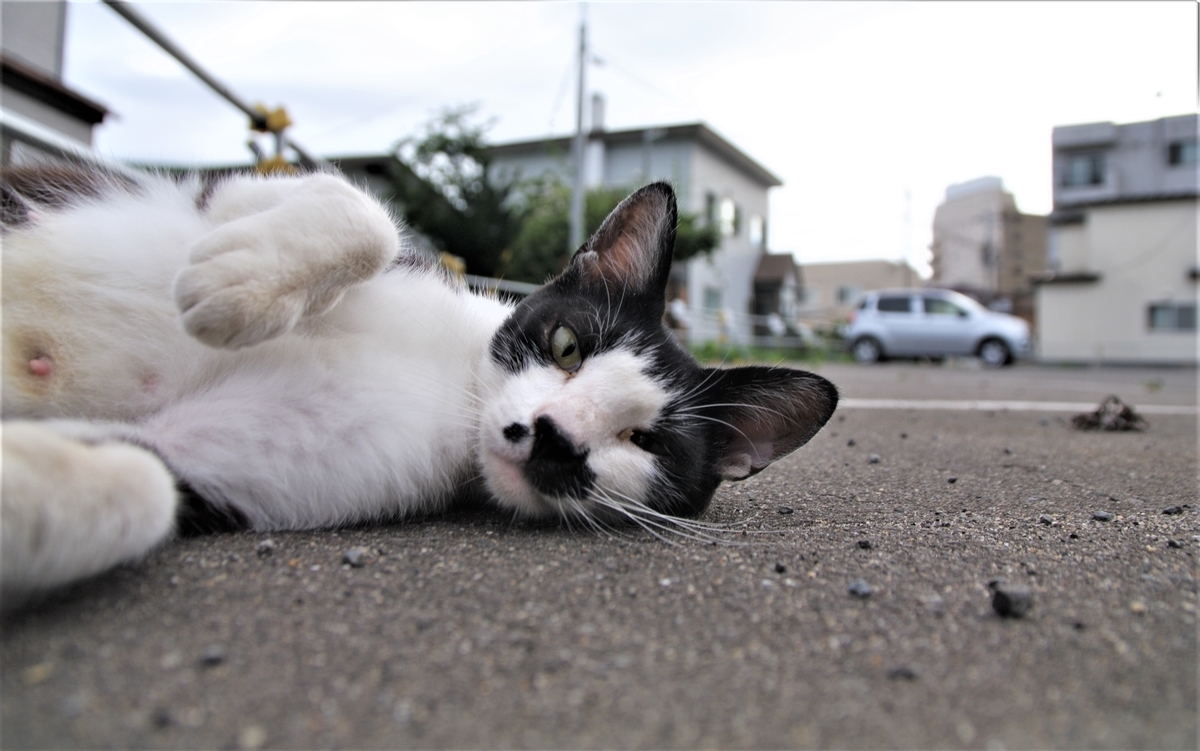 f:id:oyakoneko195003:20210801073127j:plain
