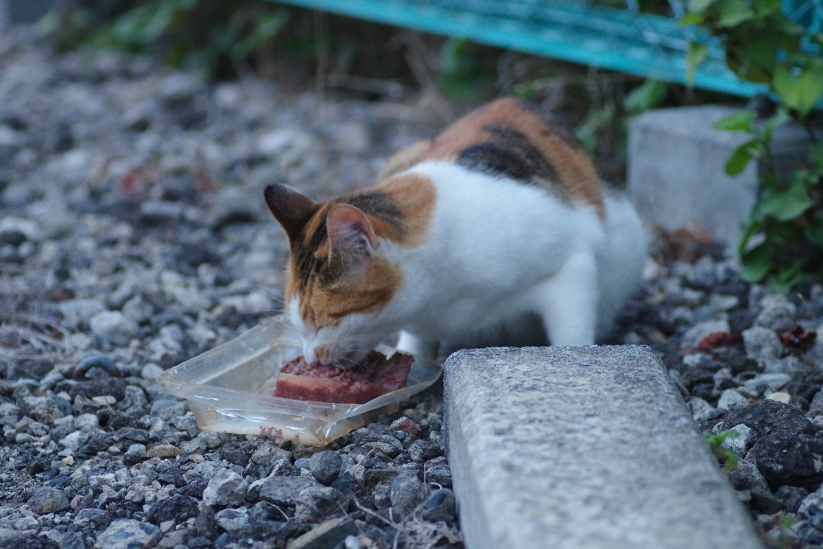 f:id:oyakoneko195003:20210808200151j:plain