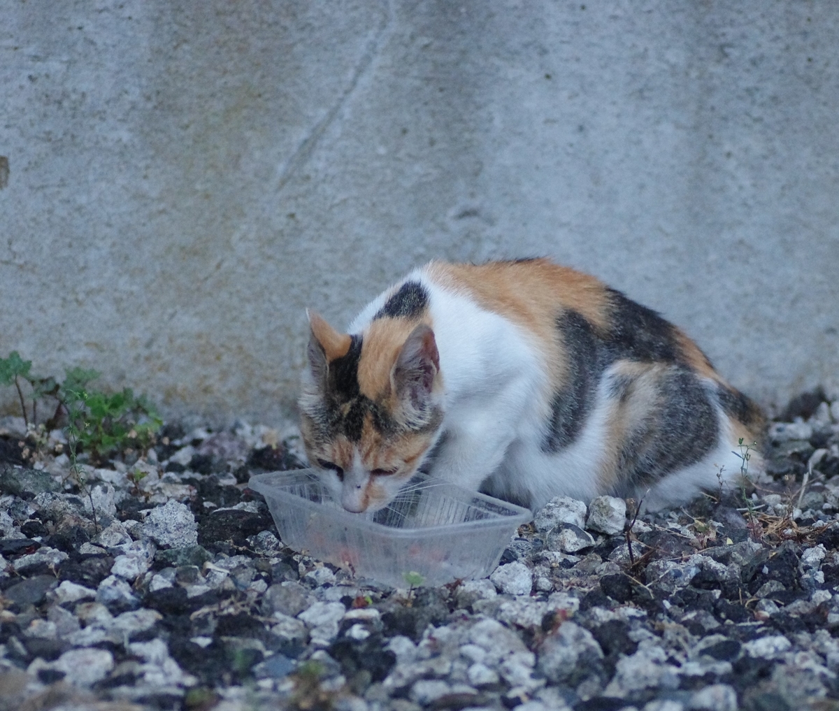 f:id:oyakoneko195003:20210808200526j:plain