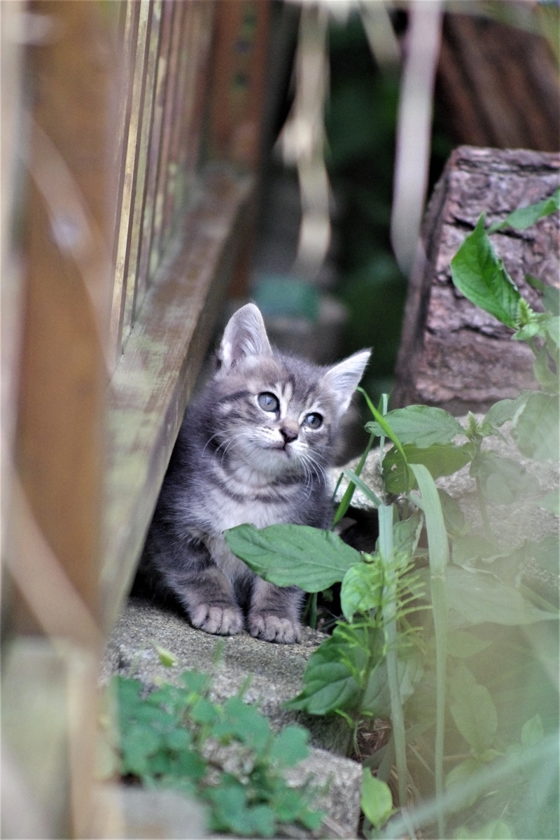 f:id:oyakoneko195003:20210814201329j:plain