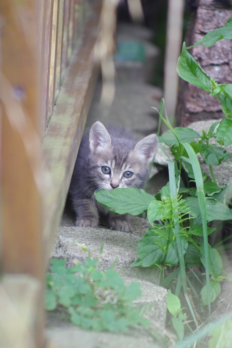 f:id:oyakoneko195003:20210814201802j:plain