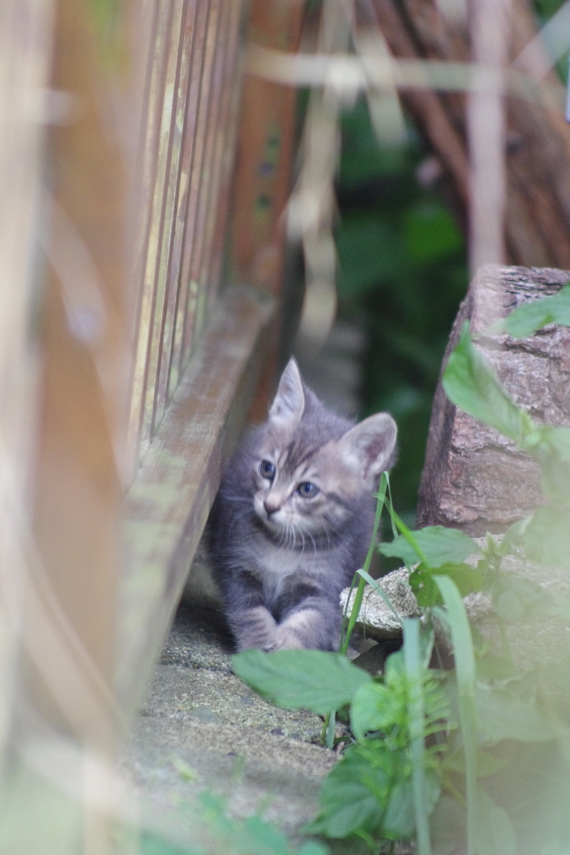 f:id:oyakoneko195003:20210814201827j:plain