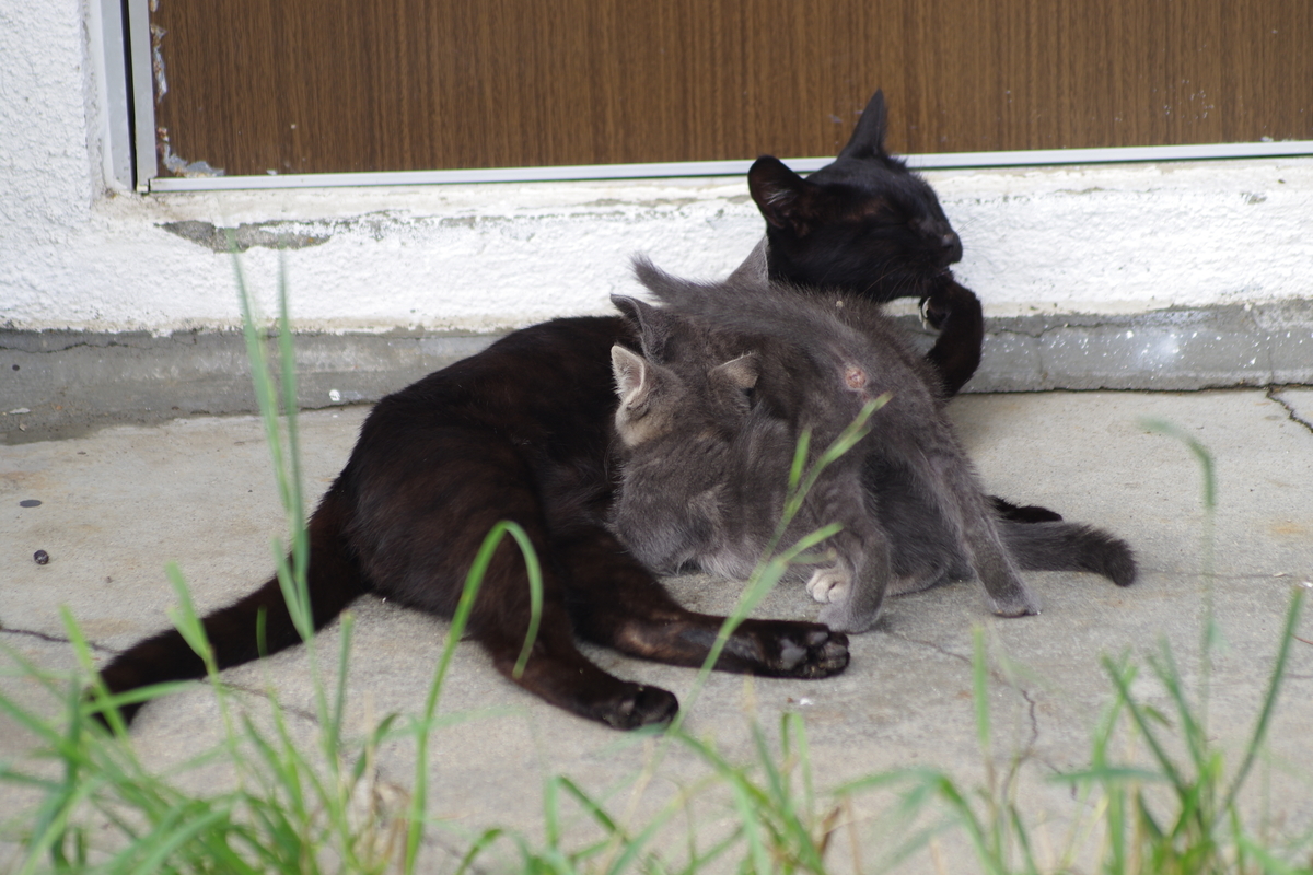 f:id:oyakoneko195003:20210820042032j:plain