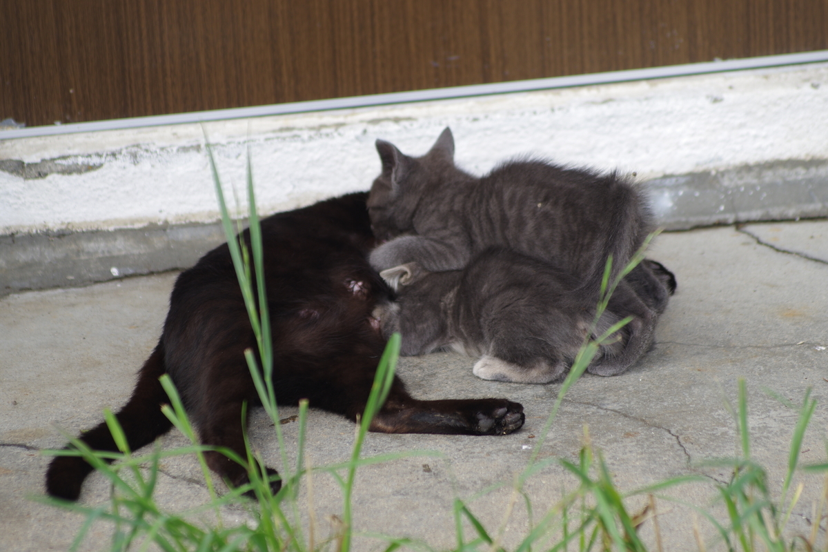f:id:oyakoneko195003:20210820042053j:plain