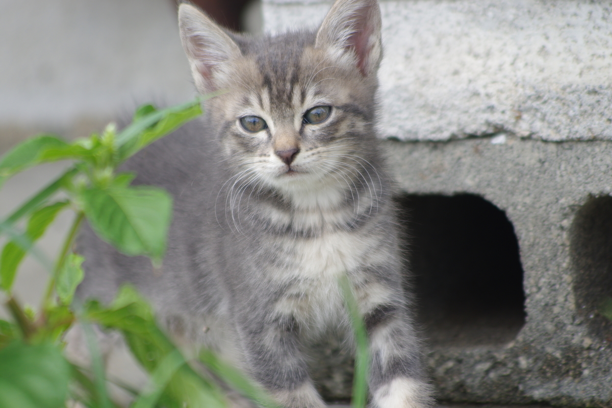 f:id:oyakoneko195003:20210820042643j:plain