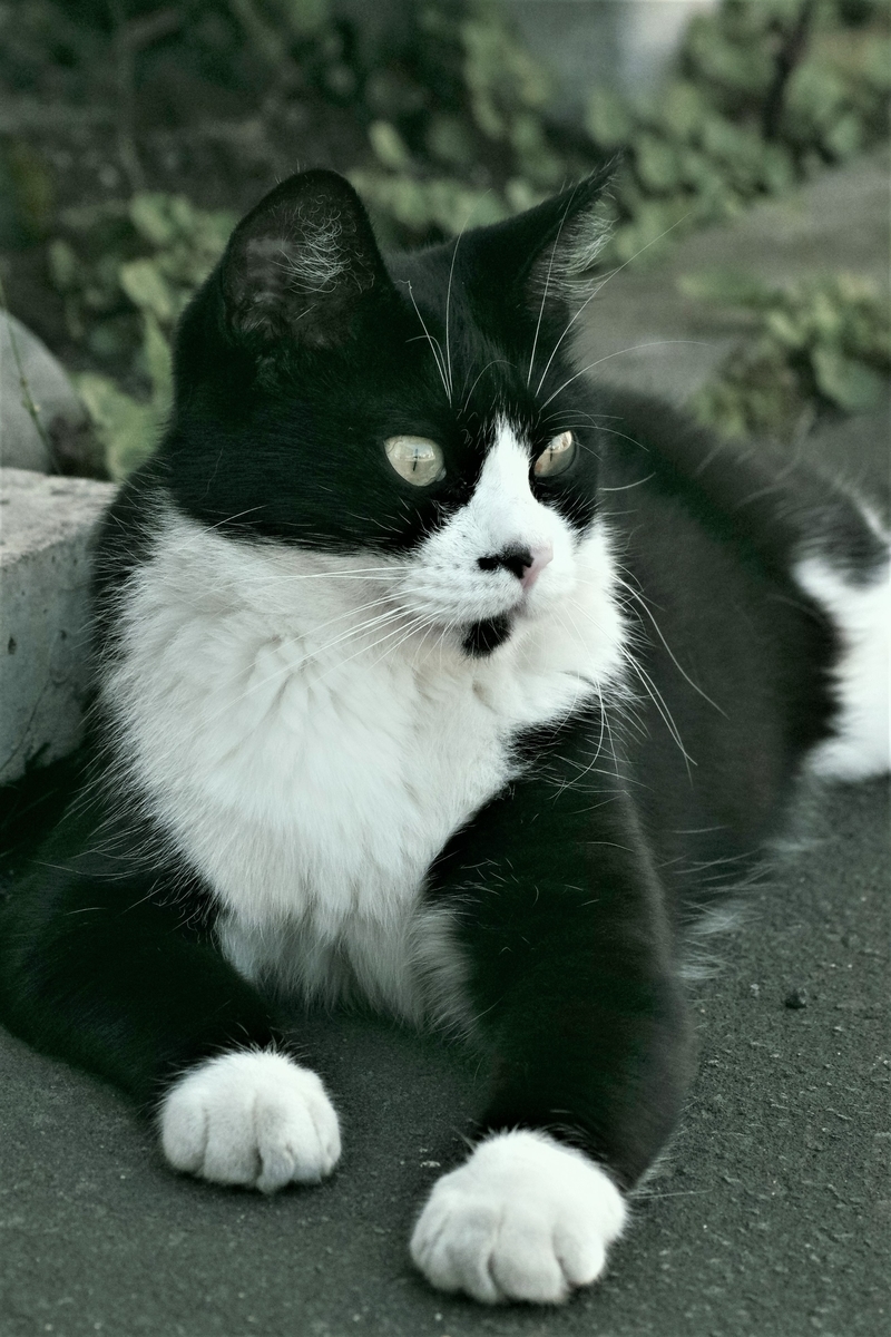 f:id:oyakoneko195003:20210820175300j:plain