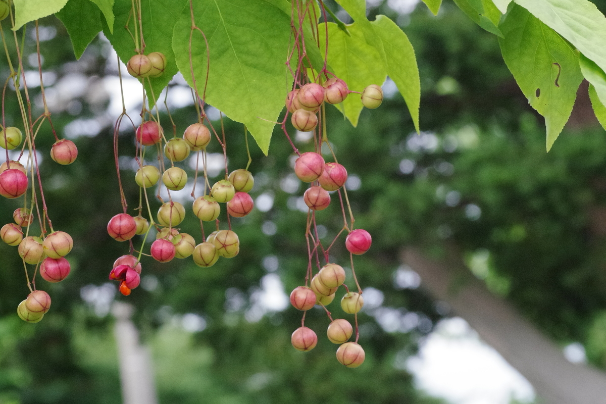 f:id:oyakoneko195003:20210821092350j:plain