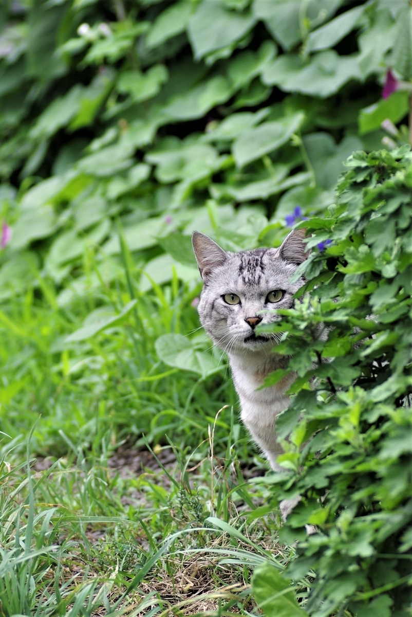 f:id:oyakoneko195003:20210821092452j:plain