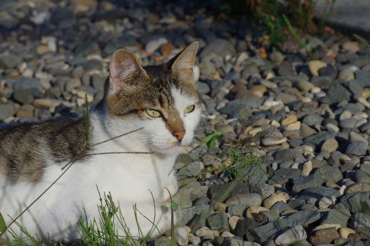 f:id:oyakoneko195003:20210904090203j:plain