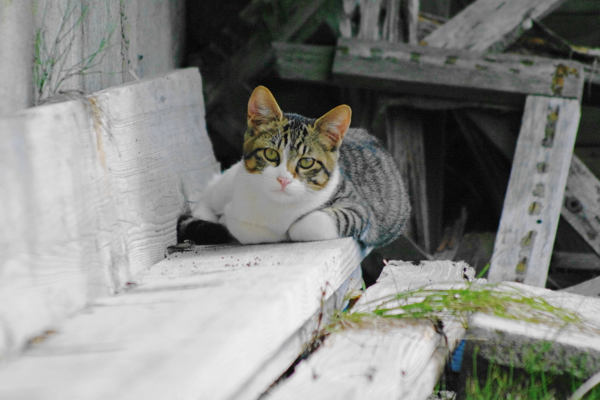 f:id:oyakoneko195003:20210906142622j:plain