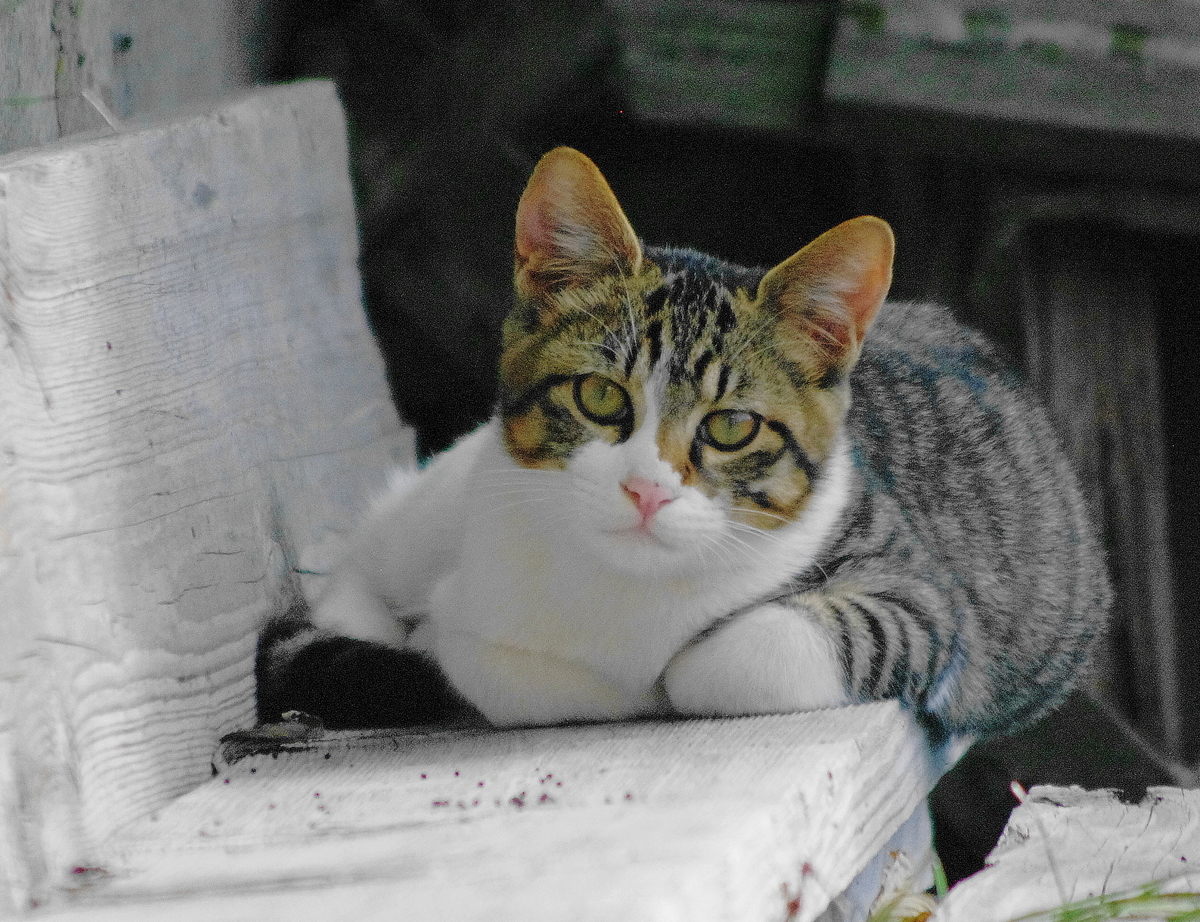 f:id:oyakoneko195003:20210906142641j:plain