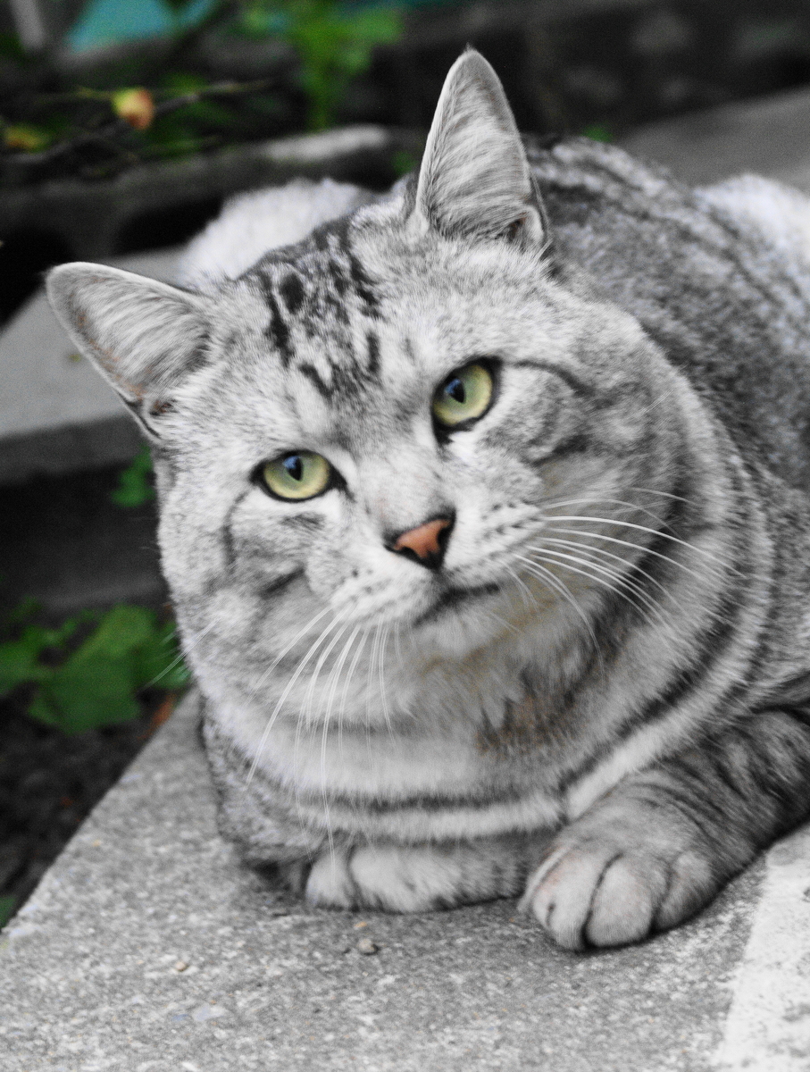 f:id:oyakoneko195003:20211016080559j:plain
