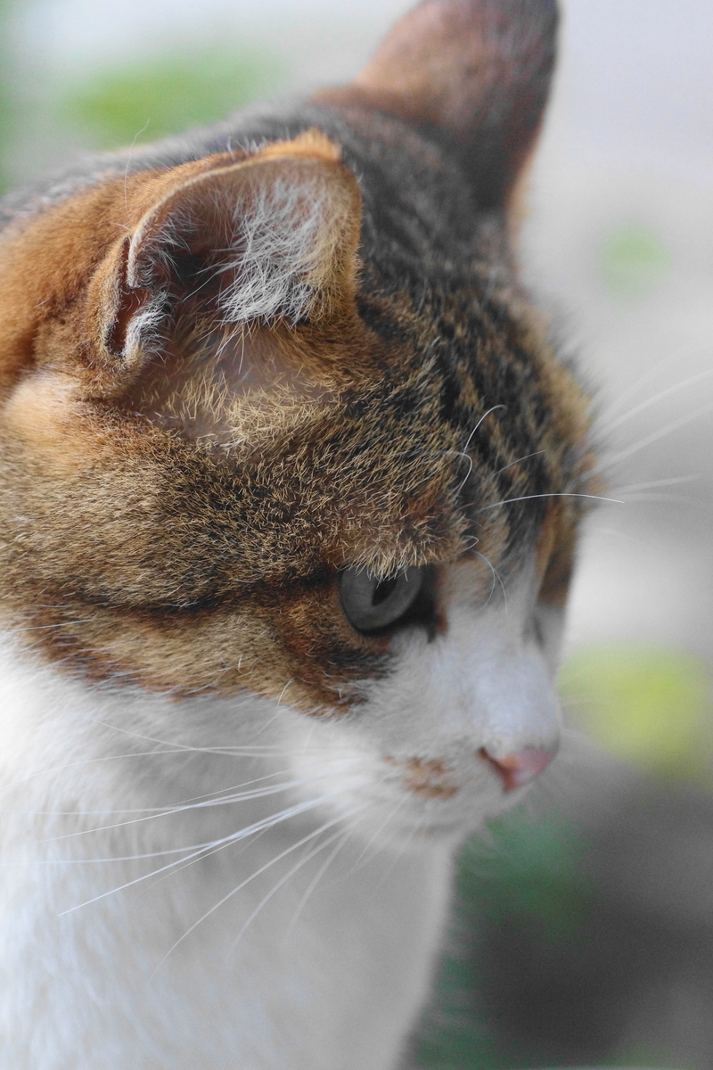 f:id:oyakoneko195003:20211020085155j:plain