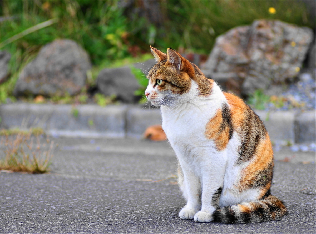 f:id:oyakoneko195003:20211020085643j:plain