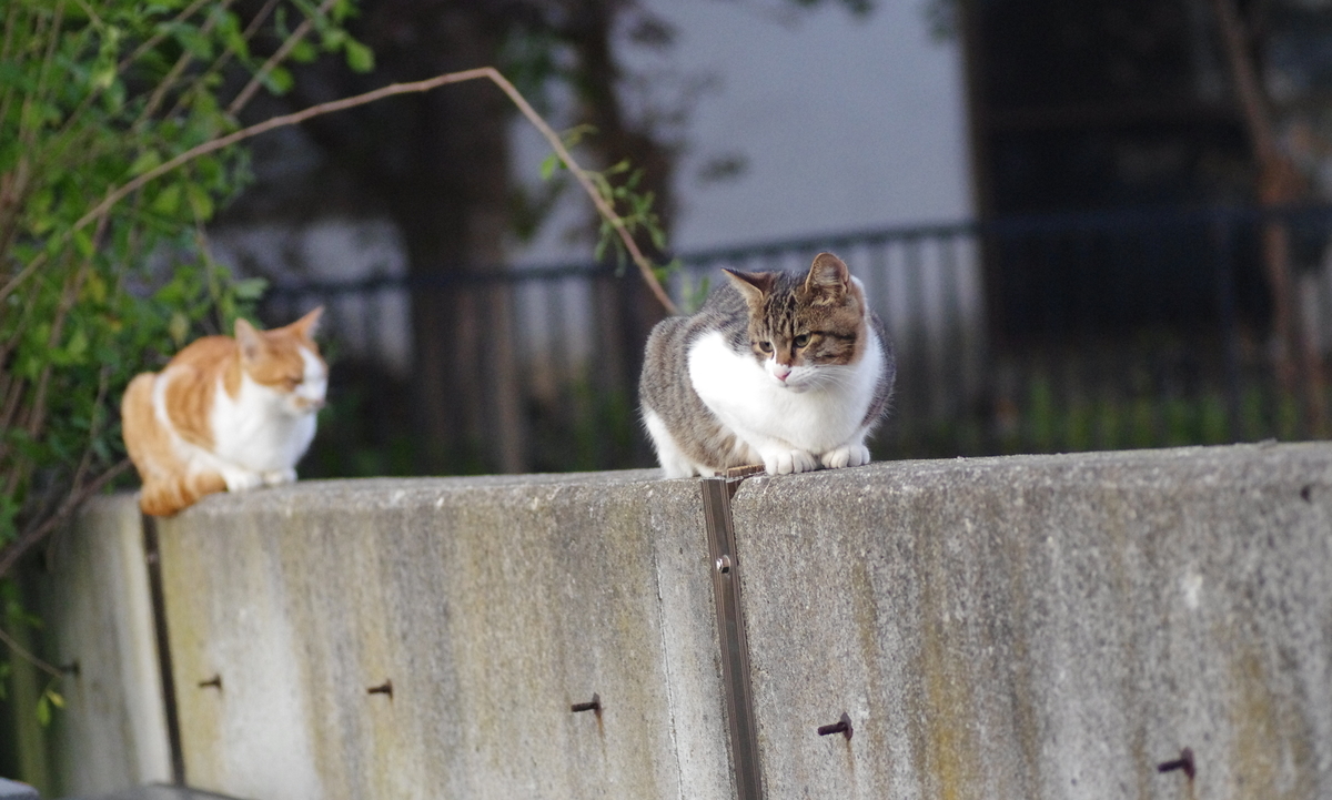 f:id:oyakoneko195003:20211021211119j:plain
