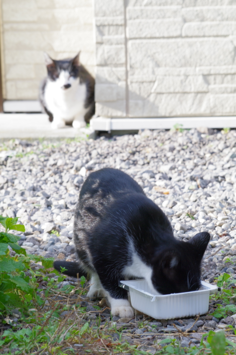 f:id:oyakoneko195003:20211027135444j:plain