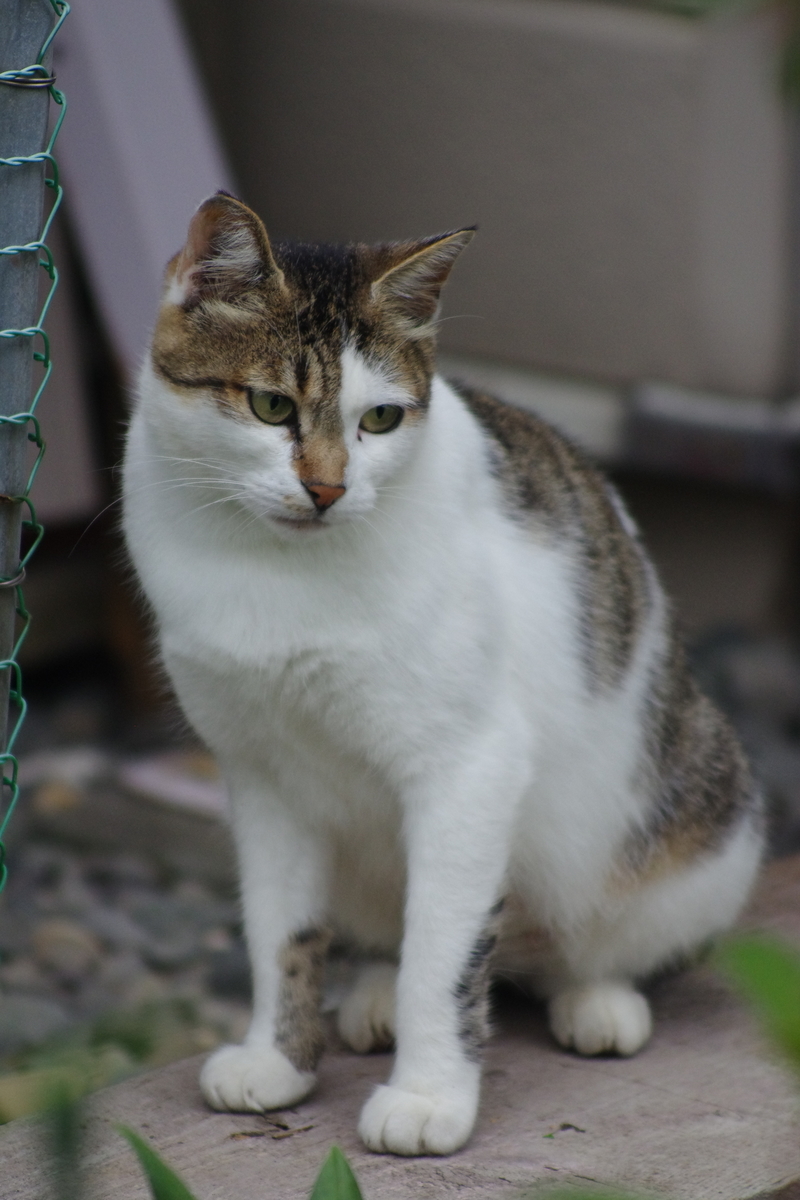f:id:oyakoneko195003:20211103211459j:plain
