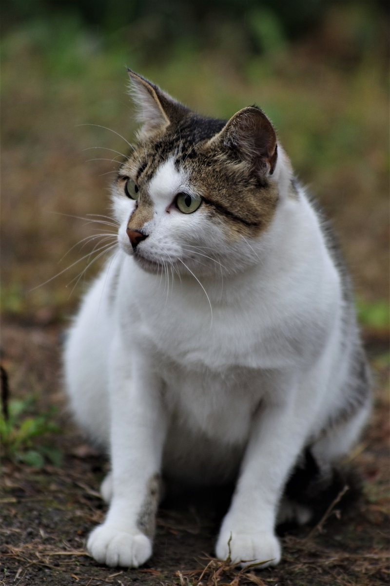 f:id:oyakoneko195003:20211103211559j:plain