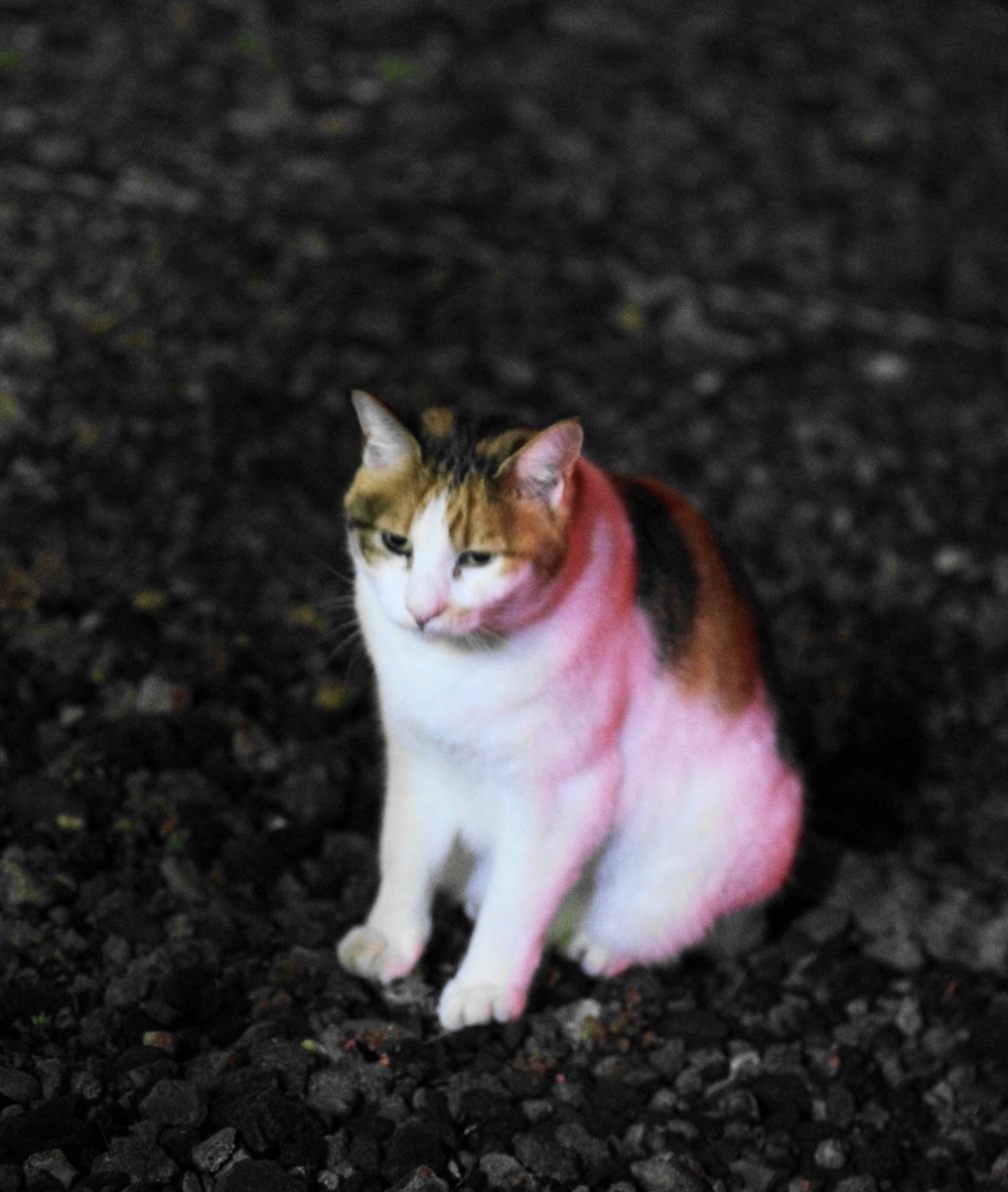 f:id:oyakoneko195003:20211105201524j:plain