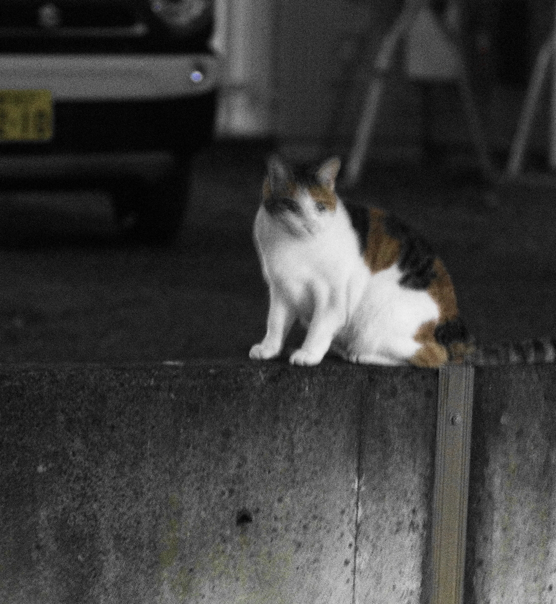 f:id:oyakoneko195003:20211105202327j:plain