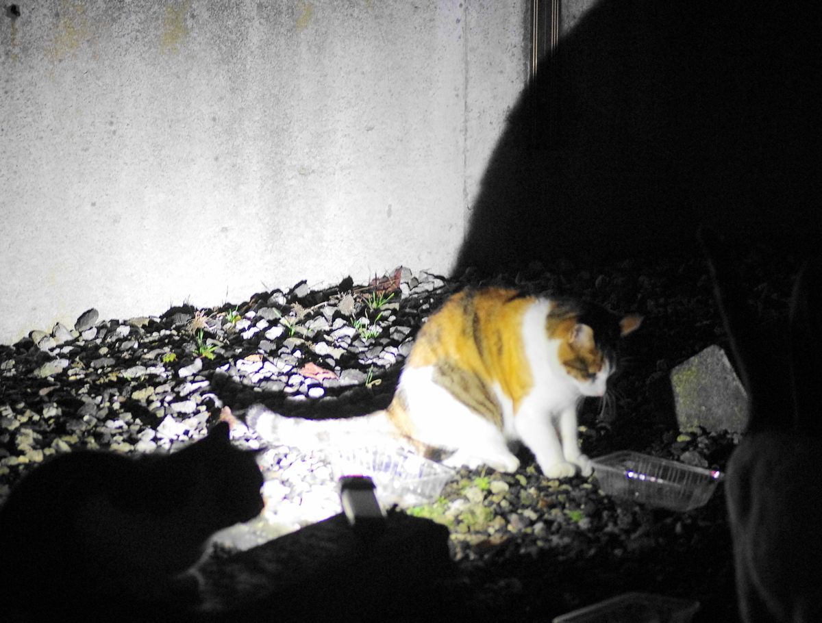 f:id:oyakoneko195003:20211112215919j:plain
