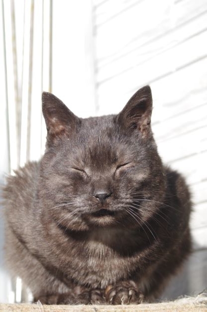 f:id:oyakoneko195003:20220107211124j:plain