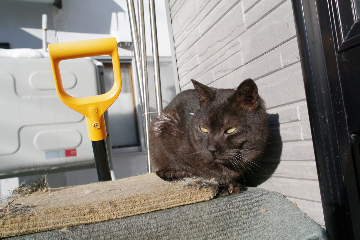 f:id:oyakoneko195003:20220108182154j:plain