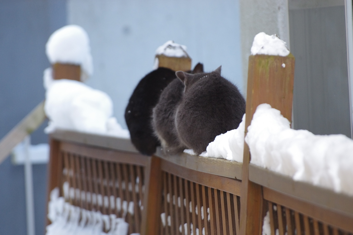 f:id:oyakoneko195003:20220111161433j:plain