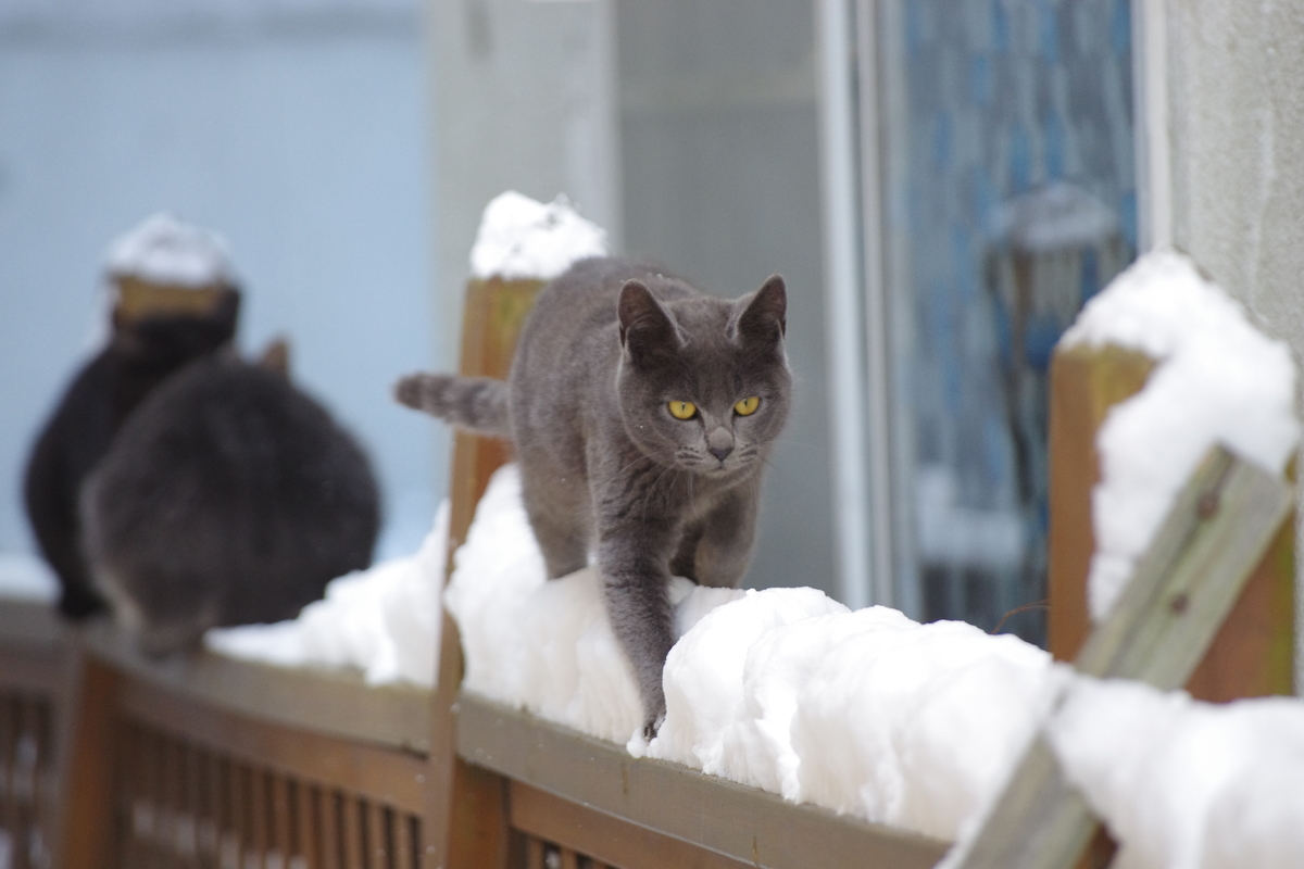 f:id:oyakoneko195003:20220111161812j:plain