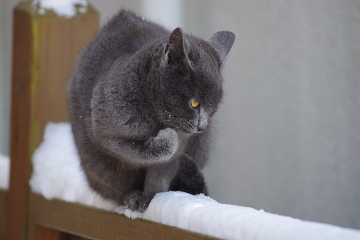 f:id:oyakoneko195003:20220111162040j:plain
